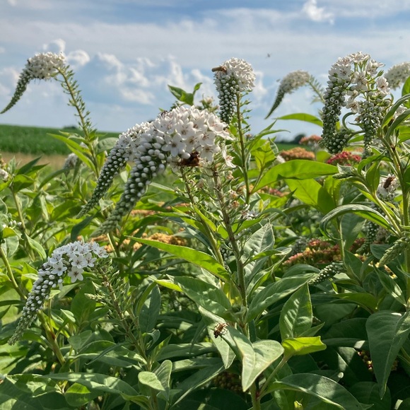 Meet your Posher, Sidney - Picture 1 of 1
